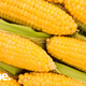 Illustration for article titled You Could Be Eating Genetically Modified Corn—and Not Even Know It